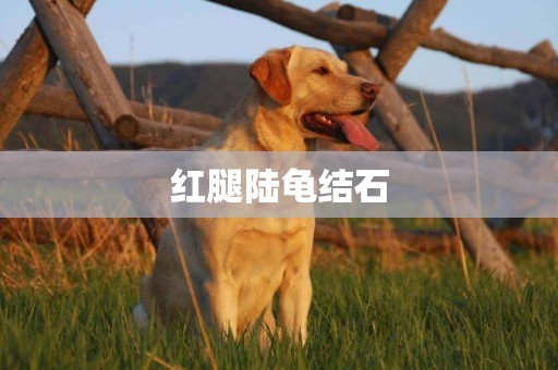 紅腿陸龜結石