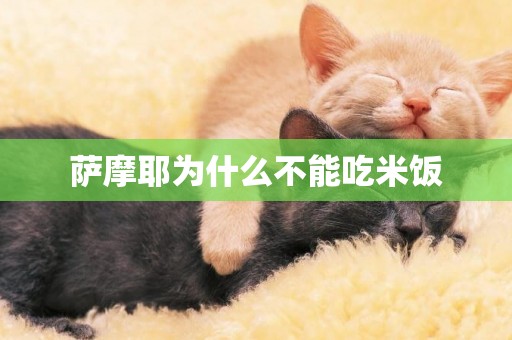 薩摩耶為什么不能吃米飯