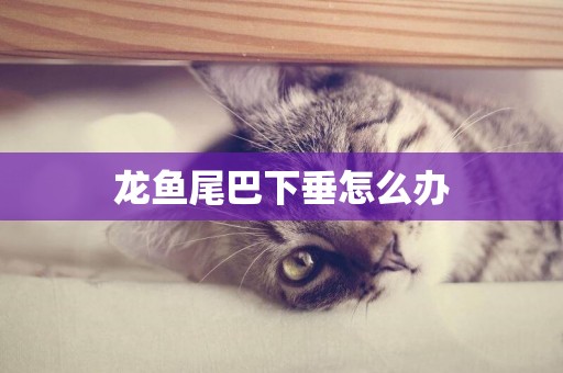 龍魚尾巴下垂怎么辦