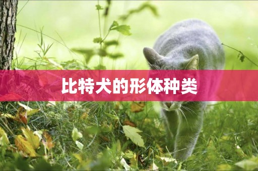 比特犬的形體種類