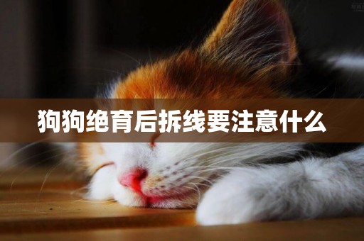 狗狗絕育后拆線要注意什么
