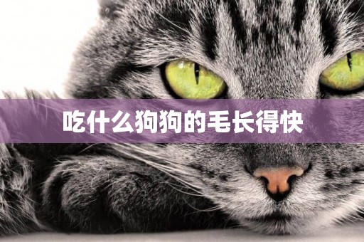 吃什么狗狗的毛長得快