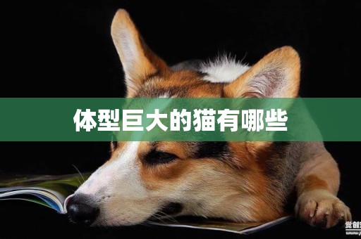 體型巨大的貓有哪些