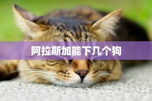 阿拉斯加能下幾個狗