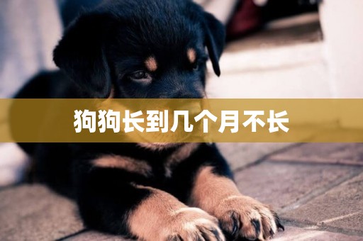 狗狗長到幾個月不長