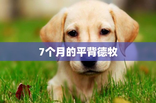 7個月的平背德牧
