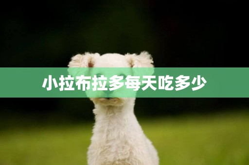 小拉布拉多每天吃多少