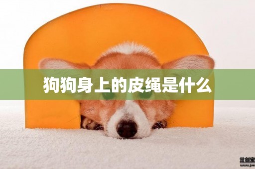 狗狗身上的皮繩是什么