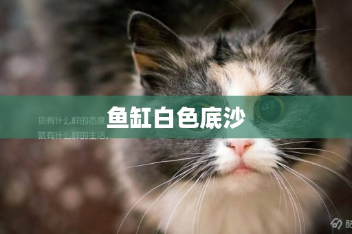 魚缸白色底沙
