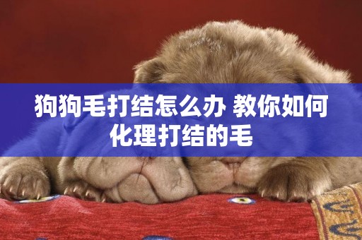 狗狗毛打結怎么辦 教你如何化理打結的毛