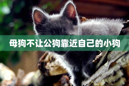 母狗不讓公狗靠近自己的小狗