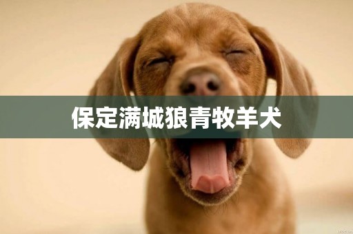 保定滿城狼青牧羊犬