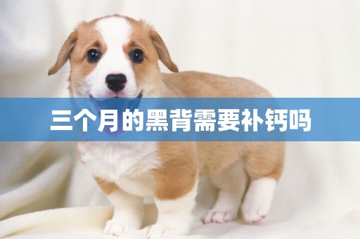 三個月的黑背需要補鈣嗎