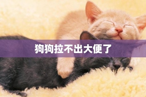 狗狗拉不出大便了