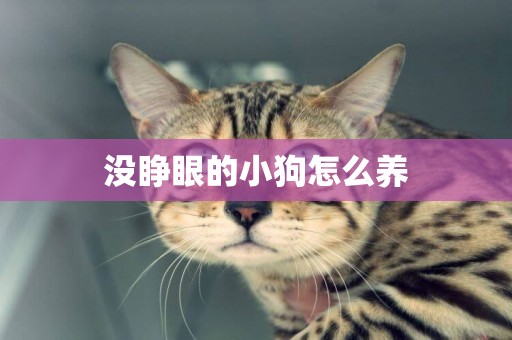 沒睜眼的小狗怎么養