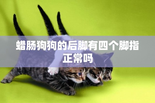 蠟腸狗狗的后腳有四個腳指正常嗎