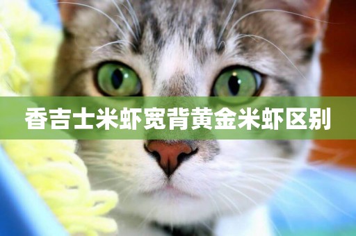 香吉士米蝦寬背黃金米蝦區別