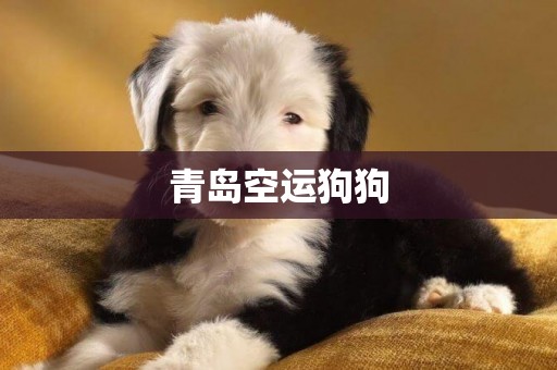 青島空運狗狗