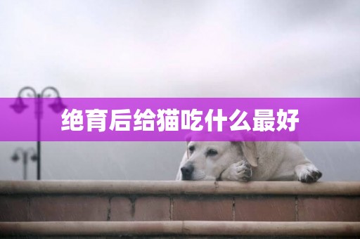 絕育后給貓吃什么最好