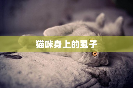 貓咪身上的虱子