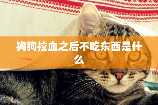 狗狗拉血之后不吃東西是什么