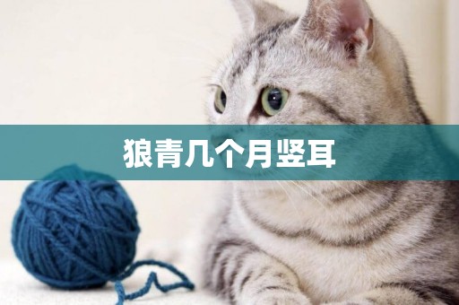 狼青幾個月豎耳