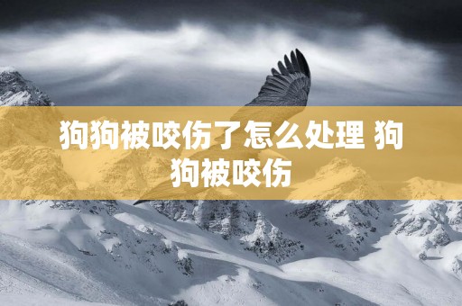 狗狗被咬傷了怎么處理 狗狗被咬傷