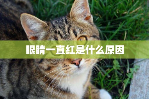 眼睛一直紅是什么原因