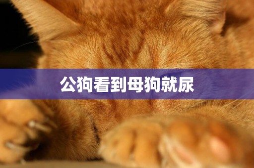 公狗看到母狗就尿
