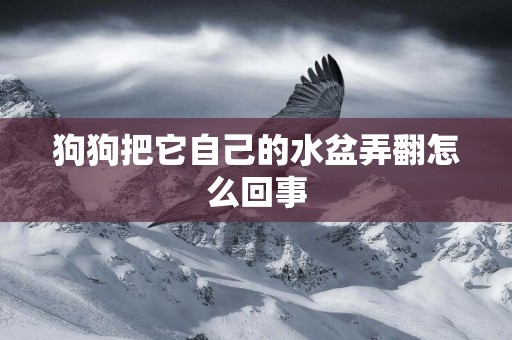 狗狗把它自己的水盆弄翻怎么回事