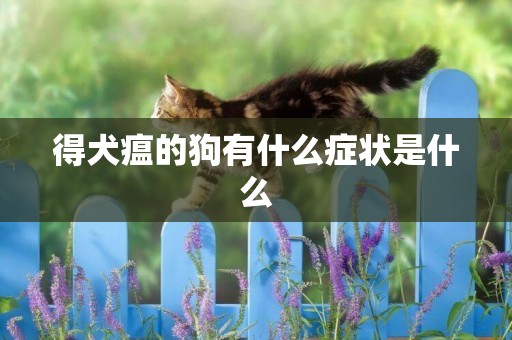 得犬瘟的狗有什么癥狀是什么
