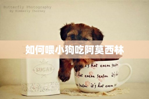 如何喂小狗吃阿莫西林
