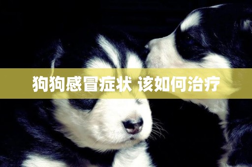 狗狗感冒癥狀 該如何治療