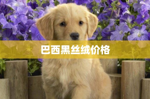 巴西黑絲絨價格