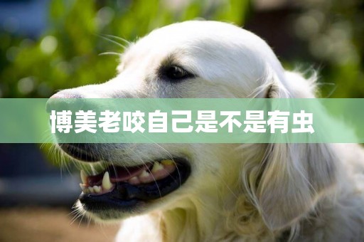 博美老咬自己是不是有蟲
