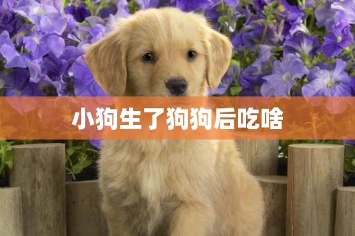小狗生了狗狗后吃啥
