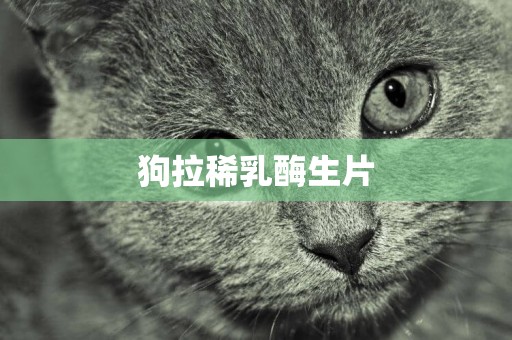 狗拉稀乳酶生片