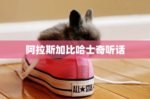 阿拉斯加比哈士奇聽話