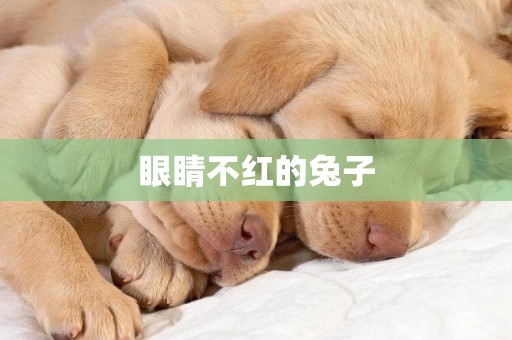 眼睛不紅的兔子