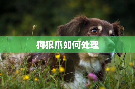 狗狼爪如何處理