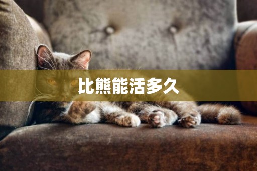 比熊能活多久