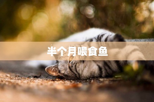 半個月喂食魚