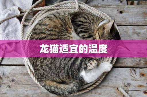 龍貓適宜的溫度