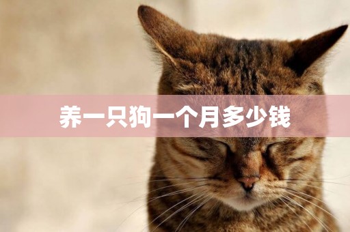 養一只狗一個月多少錢