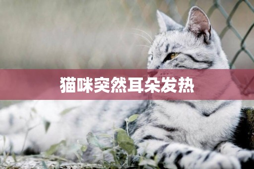 貓咪突然耳朵發熱