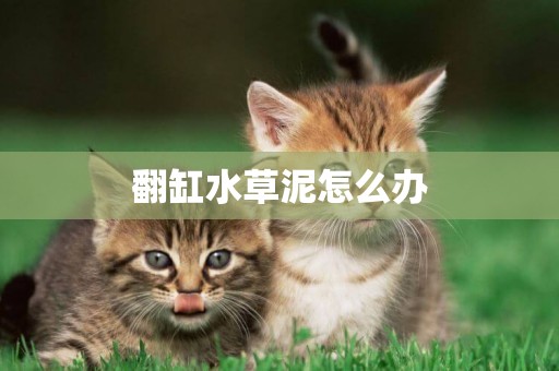 翻缸水草泥怎么辦