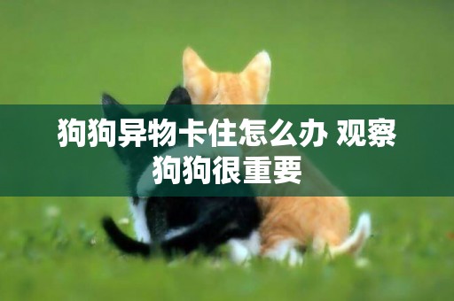 狗狗異物卡住怎么辦 觀察狗狗很重要