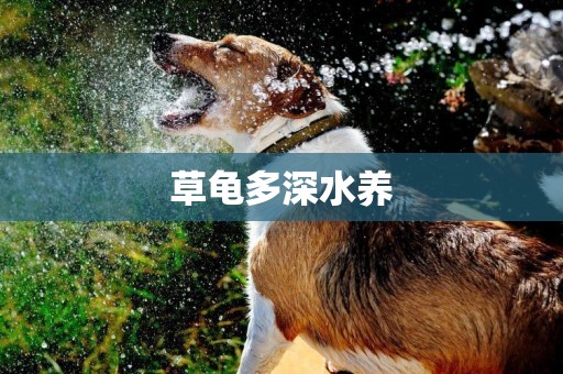 草龜多深水養