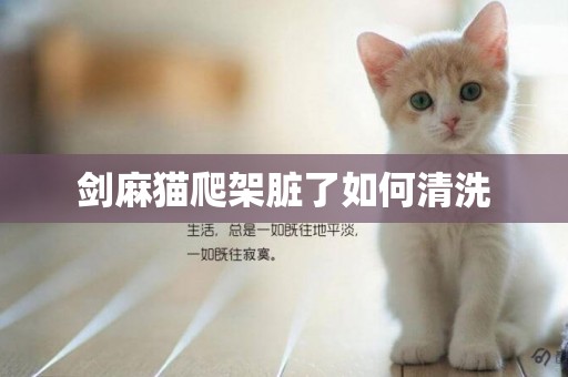 劍麻貓爬架臟了如何清洗