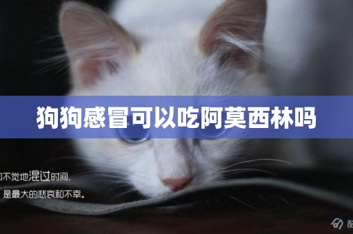 狗狗感冒可以吃阿莫西林嗎